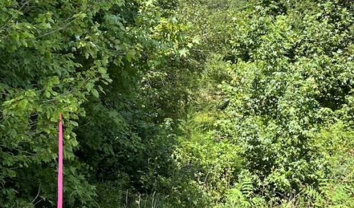 Photo #19 of Off Meredithville Drive - Lot 8, Brodnax, VA 3.5 acres