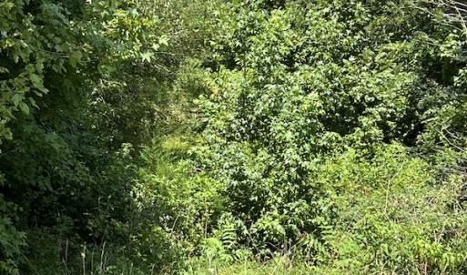 Photo #20 of Off Meredithville Drive - Lot 8, Brodnax, VA 3.5 acres