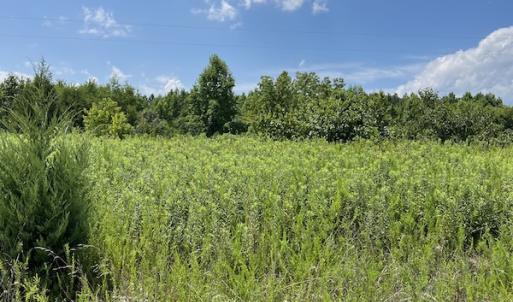 Photo #17 of Off Meredithville Drive - Lot 12, Brodnax, VA 3.6 acres