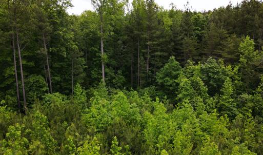 Photo #14 of SOLD property in Off Hillbilly Trail, Nathalie, VA 44.9 acres