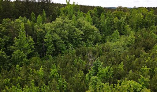 Photo #15 of SOLD property in Off Hillbilly Trail, Nathalie, VA 44.9 acres