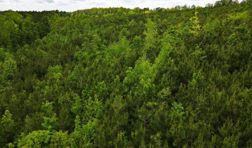 Photo #16 of SOLD property in Off Hillbilly Trail, Nathalie, VA 44.9 acres