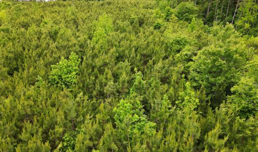 Photo #17 of SOLD property in Off Hillbilly Trail, Nathalie, VA 44.9 acres