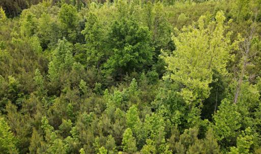 Photo #18 of SOLD property in Off Hillbilly Trail, Nathalie, VA 44.9 acres
