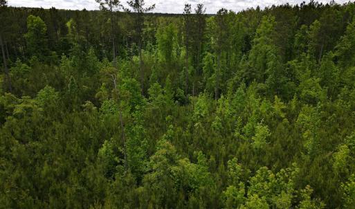 Photo #19 of SOLD property in Off Hillbilly Trail, Nathalie, VA 44.9 acres