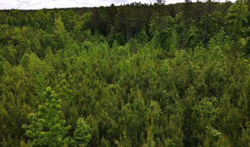 Photo #20 of SOLD property in Off Hillbilly Trail, Nathalie, VA 44.9 acres