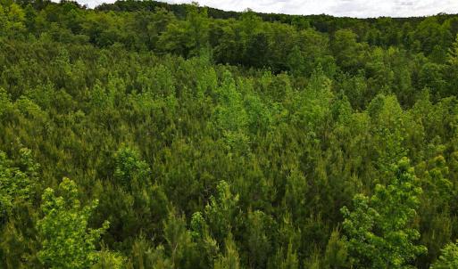 Photo #21 of SOLD property in Off Hillbilly Trail, Nathalie, VA 44.9 acres