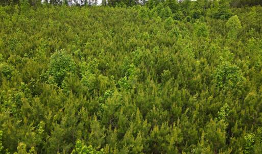 Photo #22 of SOLD property in Off Hillbilly Trail, Nathalie, VA 44.9 acres