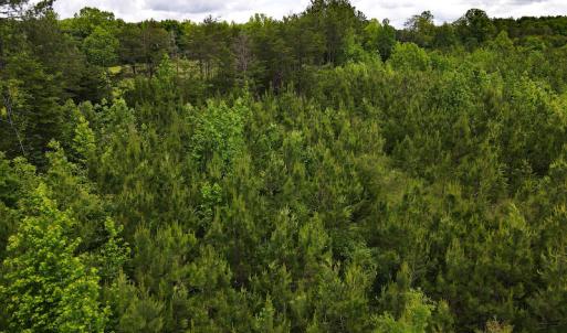 Photo #23 of SOLD property in Off Hillbilly Trail, Nathalie, VA 44.9 acres