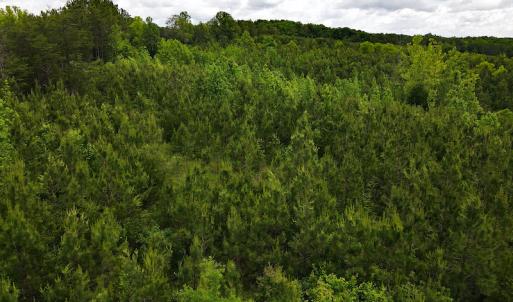 Photo #24 of SOLD property in Off Hillbilly Trail, Nathalie, VA 44.9 acres