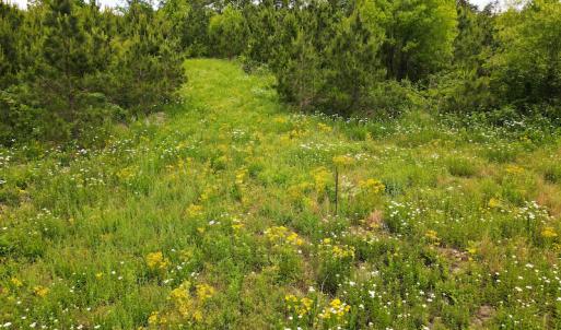 Photo #36 of SOLD property in Off Hillbilly Trail, Nathalie, VA 44.9 acres