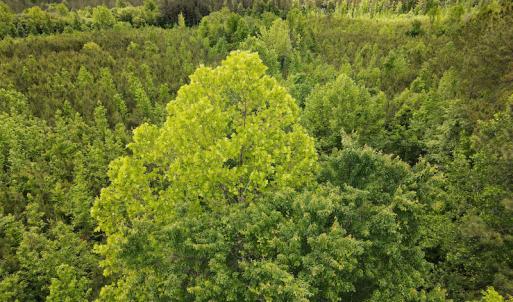 Photo #43 of SOLD property in Off Hillbilly Trail, Nathalie, VA 44.9 acres