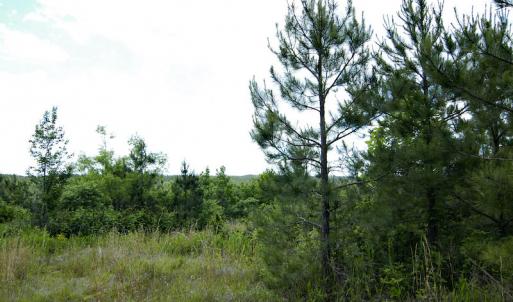 Photo #44 of SOLD property in Off Hillbilly Trail, Nathalie, VA 44.9 acres