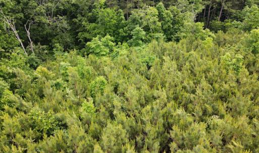 Photo #11 of SOLD property in Off Hillbilly Trail, Nathalie, VA 44.9 acres