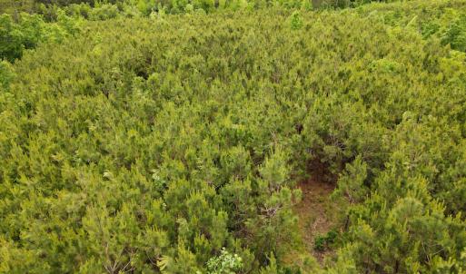 Photo #12 of SOLD property in Off Hillbilly Trail, Nathalie, VA 44.9 acres