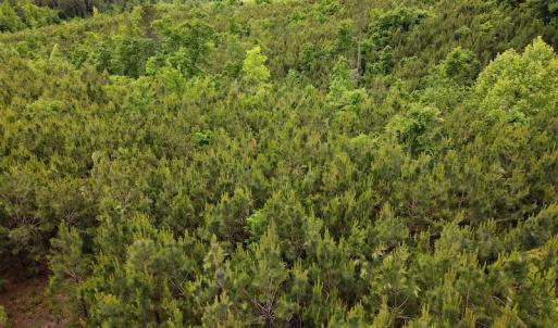 Photo #13 of SOLD property in Off Hillbilly Trail, Nathalie, VA 44.9 acres