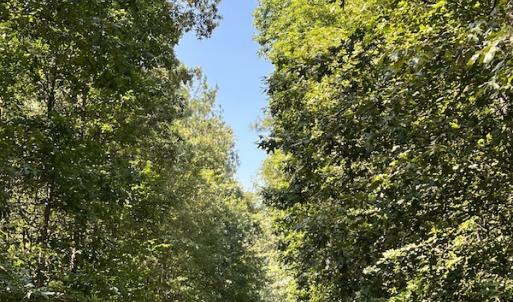Photo #20 of Off Loco School Road, Stony Creek, VA 3.1 acres