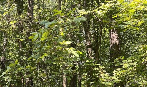 Photo #21 of Off Loco School Road, Stony Creek, VA 3.1 acres