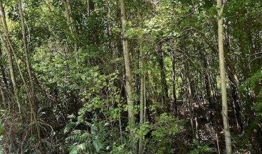 Photo #31 of Off Loco School Road, Stony Creek, VA 7.5 acres