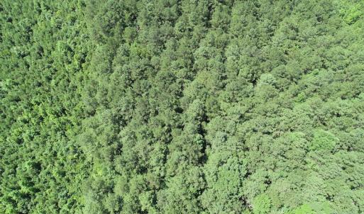 Photo #14 of Off Loco School Road, Stony Creek, VA 7.5 acres