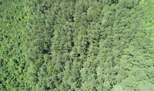Photo #15 of Off Loco School Road, Stony Creek, VA 7.5 acres