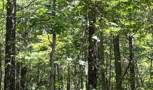 Photo #25 of Off Loco School Road, Stony Creek, VA 7.5 acres