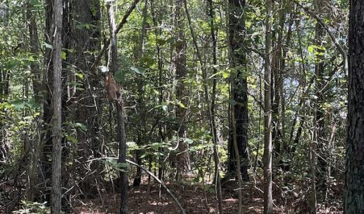 Photo #28 of Off Loco School Road, Stony Creek, VA 7.5 acres