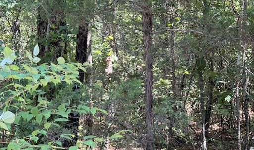 Photo #29 of Off Loco School Road, Stony Creek, VA 7.5 acres