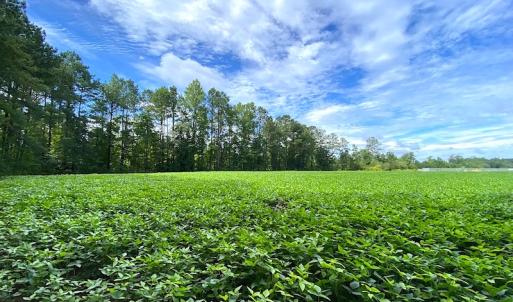 Photo #10 of SOLD property in Off Newmarket Road, Courtland, VA 6.0 acres