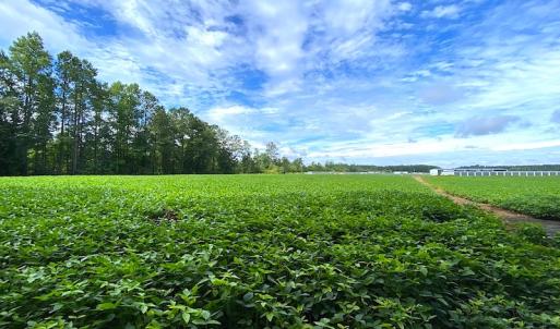 Photo #11 of SOLD property in Off Newmarket Road, Courtland, VA 6.0 acres