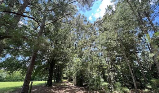 Photo #11 of SOLD property in Off Highway 42, Tarboro, NC 43.3 acres