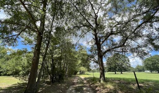 Photo #12 of SOLD property in Off Highway 42, Tarboro, NC 43.3 acres