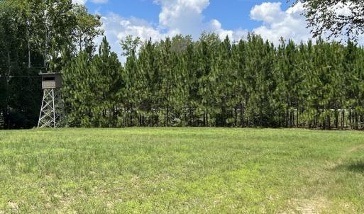 Photo #18 of SOLD property in Off Highway 42, Tarboro, NC 43.3 acres