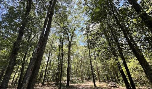 Photo #20 of SOLD property in Off Highway 42, Tarboro, NC 43.3 acres