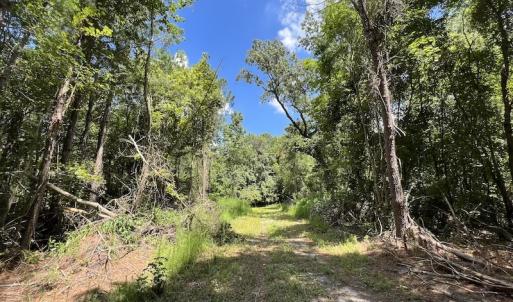 Photo #21 of SOLD property in Off Highway 42, Tarboro, NC 43.3 acres