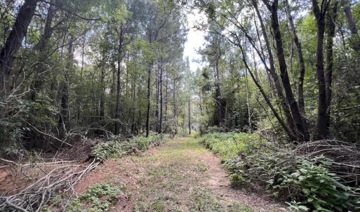 Photo #22 of SOLD property in Off Highway 42, Tarboro, NC 43.3 acres
