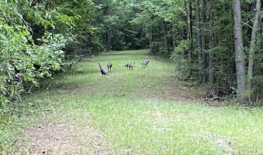 Photo #53 of 388 Loop Road, Bunnlevel, NC 25.6 acres
