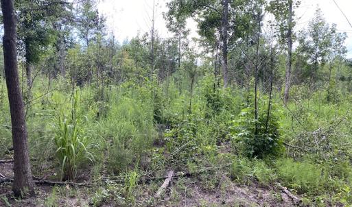 Photo #60 of 388 Loop Road, Bunnlevel, NC 25.6 acres