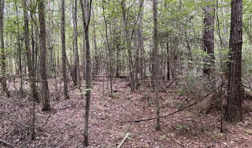 Photo #62 of 388 Loop Road, Bunnlevel, NC 25.6 acres