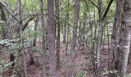 Photo #74 of 388 Loop Road, Bunnlevel, NC 25.6 acres