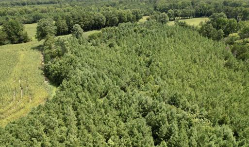 Photo #15 of SOLD property in Off Hwy 58, Boydton, VA 69.5 acres