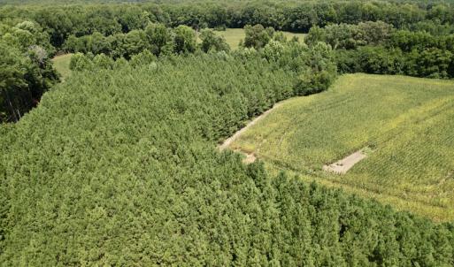 Photo #19 of SOLD property in Off Hwy 58, Boydton, VA 69.5 acres