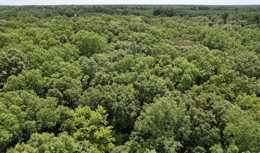 Photo #26 of SOLD property in Off Hwy 58, Boydton, VA 69.5 acres
