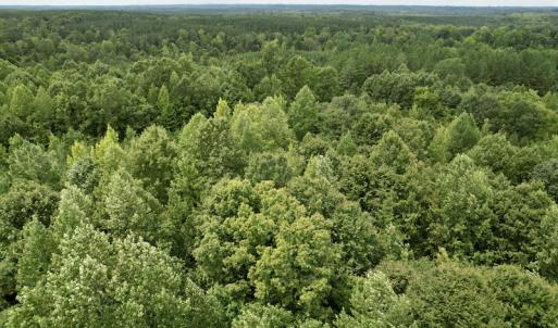 Photo #27 of SOLD property in Off Hwy 58, Boydton, VA 69.5 acres
