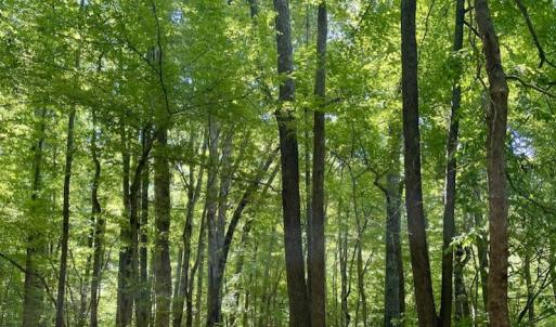 Photo #40 of SOLD property in Off Hwy 58, Boydton, VA 69.5 acres