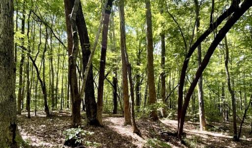 Photo #41 of SOLD property in Off Hwy 58, Boydton, VA 69.5 acres