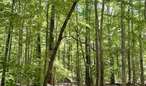 Photo #42 of SOLD property in Off Hwy 58, Boydton, VA 69.5 acres