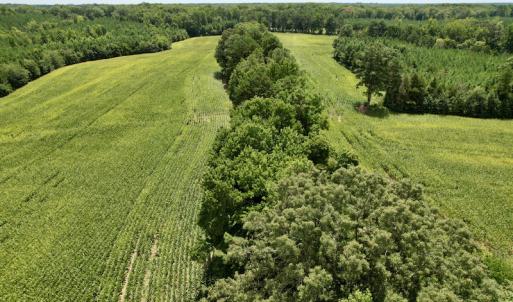 Photo #6 of SOLD property in Off Hwy 58, Boydton, VA 69.5 acres