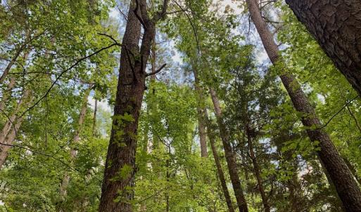 Photo #29 of SOLD property in 292 Peter Stallings Road, Macon, NC 53.0 acres