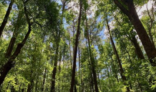 Photo #30 of SOLD property in 292 Peter Stallings Road, Macon, NC 53.0 acres